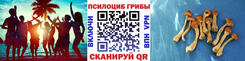 Купить  Себеж  Псилоцибиновые грибы GOLDEN TEACHER 